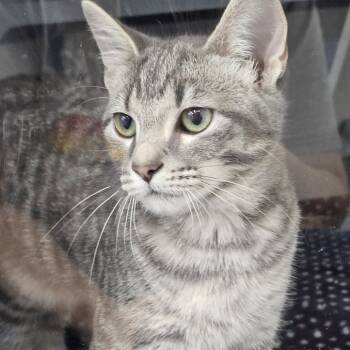 Rescue Domestic Short Hair Cats for Adoption in Evansville, Indiana - Mischief | PetCurious