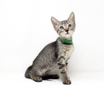 Mountain Screamer -  Domestic Short Hair Cat for Adoption in Florence, Arizona - Mountain Screamer | PetCurious