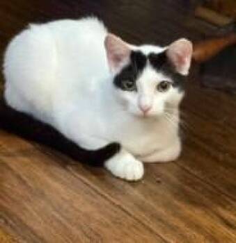 Domestic Short Hair Cats Available for Adoption in West Chester, Pennsylvania - Zorro | PetCurious