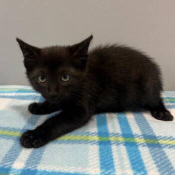Rosemary -  Domestic Short Hair Cat for Adoption in Cabot, Arkansas - Rosemary | PetCurious