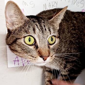 Domestic Short Hair Cats Available for Adoption - Howie | PetCurious