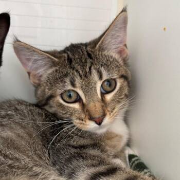 Babi -  Domestic Short Hair Cat for Adoption in Naperville, Illinois - Babi | PetCurious