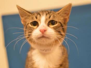 Dwight -  Domestic Short Hair Cat for Adoption in Portland, Oregon - Dwight | PetCurious
