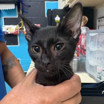Gringo -  Domestic Short Hair Cat for Adoption in Ardmore, Oklahoma - Gringo | PetCurious