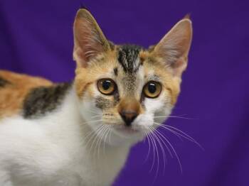 Fairies -  Domestic Short Hair Cat for Adoption in Portland, Oregon - Fairies | PetCurious