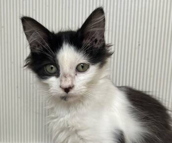 Domestic Short Hair Cats Available for Adoption - Snickers Kitty | PetCurious