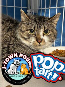 Poptart -  Domestic Short Hair Cat for Adoption in Jefferson, New Jersey - Poptart | PetCurious