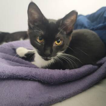 Domestic Short Hair Cats Available for Adoption - Coffee Bean (Bonded With Milk) | PetCurious