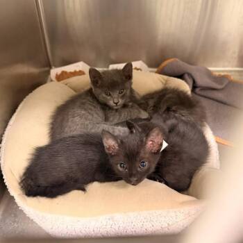 LOFTIS -  Domestic Short Hair Cat for Adoption in Tustin, California - LOFTIS | PetCurious