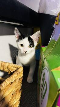 Cowpea -  Domestic Short Hair Cat for Adoption in Dallas, Texas - Cowpea | PetCurious