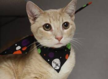 Arista -  Domestic Short Hair Cat for Adoption in Voorhees Township, New Jersey - Arista | PetCurious