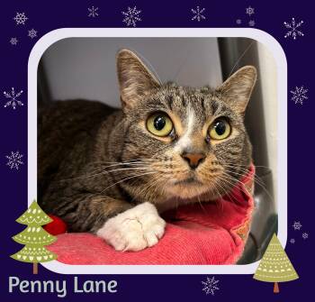 Rescue Domestic Short Hair Cats for Adoption in Providence, Rhode Island - Penny Lane | PetCurious