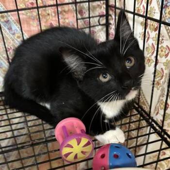Cairo -  Domestic Short Hair Cat for Adoption in Merriam, Kansas - Cairo | PetCurious