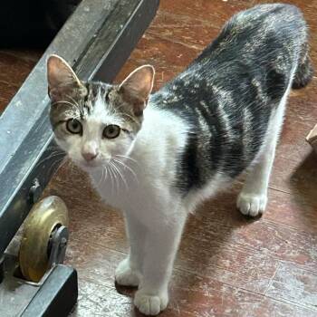 Ajax -  Domestic Short Hair Cat for Adoption in Charlottesville, Virginia - Ajax | PetCurious