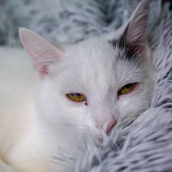 Holly -  Domestic Short Hair Cat Available for Adoption - Holly | PetCurious