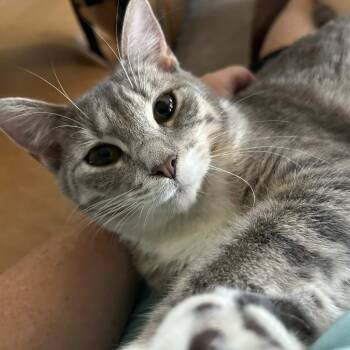 Rescue Domestic Short Hair Cats for Adoption in Nashville, Georgia - Muse | PetCurious