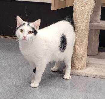 Domestic Short Hair Cats Available for Adoption - Willow! Pretty Kitty Girl! | PetCurious