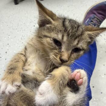 Riesling -  Domestic Short Hair Cat for Adoption in Falls Church, Virginia - Riesling | PetCurious