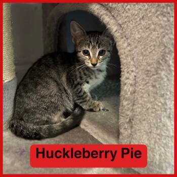 Rescue Domestic Short Hair Cats for Adoption in Miami, Florida - Huckleberry Pie | PetCurious