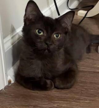 Rescue Domestic Medium Hair Cats for Adoption in Myrtle Beach, South Carolina - Regina (bonded To Arnold) | PetCurious