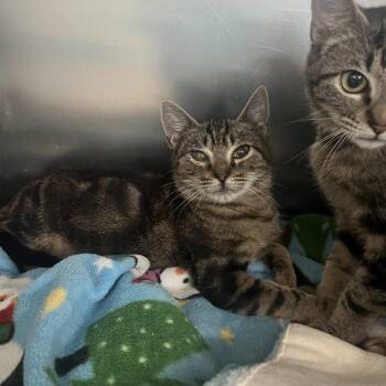 Domestic Short Hair Cats Available for Adoption in Lakeland, Florida - Bush Baby | PetCurious