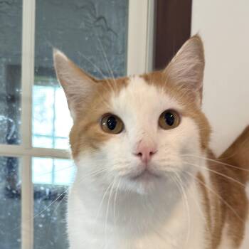 Lumen -  Domestic Short Hair Cat for Adoption in Auburn, Nebraska - Lumen | PetCurious