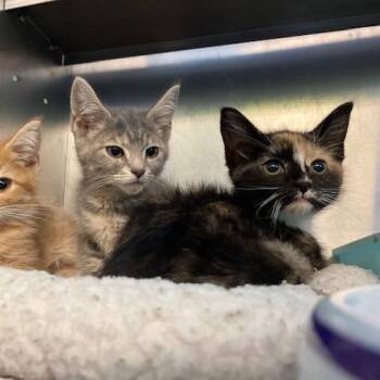 Lush -  Domestic Short Hair Cat for Adoption in Dayton, Ohio - Lush | PetCurious