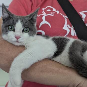 Domestic Short Hair Cats Available for Adoption in San Antonio, Texas - Toulouse | PetCurious