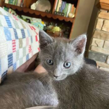 Ada -  Domestic Short Hair Cat Available for Adoption in Columbus, North Carolina - Ada | PetCurious