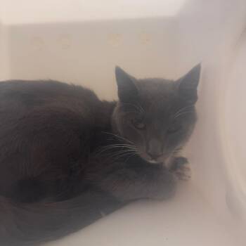 Laena -  Domestic Short Hair Cat Available for Adoption in Columbiana, Alabama - Laena | PetCurious