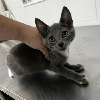 Domestic Short Hair Cats Available for Adoption in Birmingham, Alabama - Opera | PetCurious