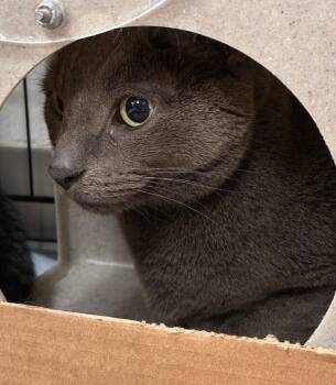 Oatmeal -  Domestic Short Hair Cat for Adoption in Cincinnati, Ohio - Oatmeal | PetCurious