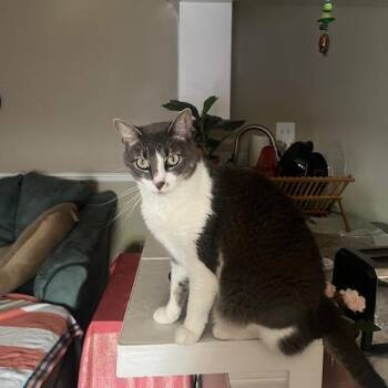 Domestic Short Hair Cats Available for Adoption - Jimena | PetCurious