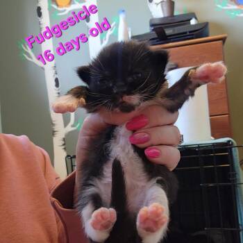 Domestic Long Hair Cats Available for Adoption - Fudgesicle C10620 | PetCurious