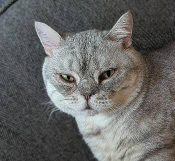 Cody (orange collar) -  Domestic Short Hair and British Shorthair Cat for Adoption - Cody (orange Collar) | PetCurious