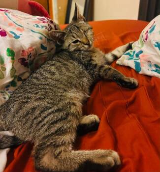 Ziptie -  Domestic Short Hair Cat for Adoption in Gorham, Maine - Ziptie | PetCurious
