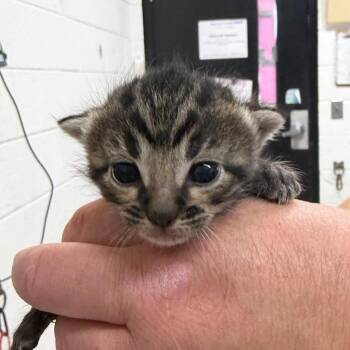 Domestic Short Hair Cats Available for Adoption in Ardmore, Oklahoma - Poblano | PetCurious