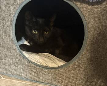 Honeycrisp -  Domestic Short Hair Cat for Adoption in Raleigh, North Carolina - Honeycrisp | PetCurious