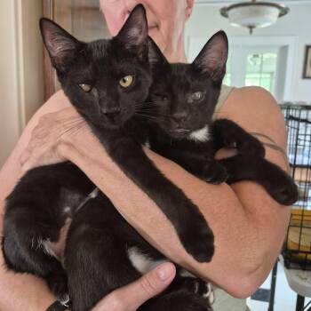 Miss Cupcake and Brown Sugar B. - The perfect pair of kittens -  Domestic Short Hair Cat for Adoption in New York, New York - Miss Cupcake And Brown Sugar B. - The Perfect Pair Of Kittens | PetCurious