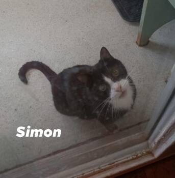 Rescue Tuxedo Cats for Adoption in Lenexa, Kansas - Simon | PetCurious