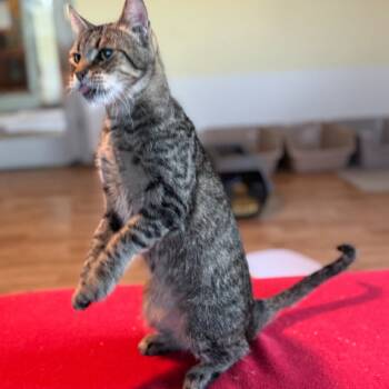 Rescue Domestic Short Hair Cats for Adoption in Tucson, Arizona - Tess | PetCurious