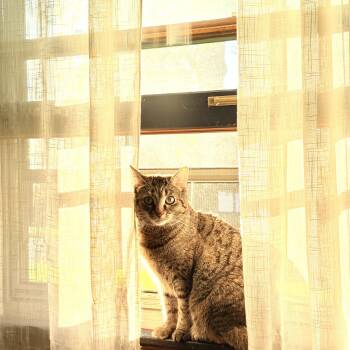 Herron -  Domestic Short Hair Cat for Adoption in Greenwood, Indiana - Herron | PetCurious