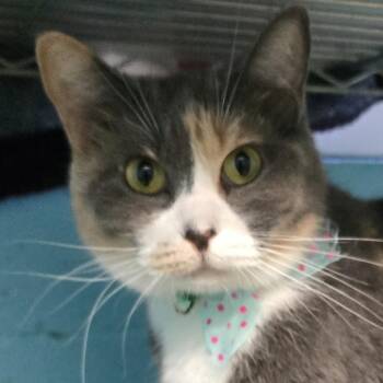 Dilute Calico Cats Available for Adoption in Milledgeville, Georgia - Sukki | PetCurious