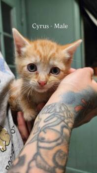 Cyrus -  Domestic Short Hair Cat Available for Adoption in Liberty, New York - Cyrus | PetCurious