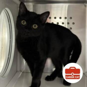 French Fry -  Domestic Short Hair Cat for Adoption in Roseville, California - French Fry | PetCurious