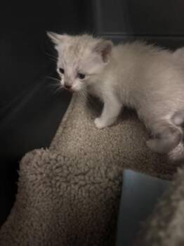 Mocha -  Siamese and Domestic Short Hair Cat for Adoption in Picayune, Mississippi - Mocha | PetCurious