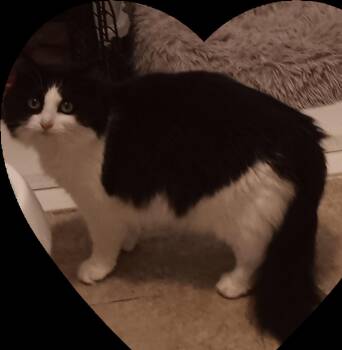 Bandit -  Extra Toes Cat Hemingway Polydactyl and Domestic Medium Hair Cat for Adoption in Floyd, Virginia - Bandit | PetCurious