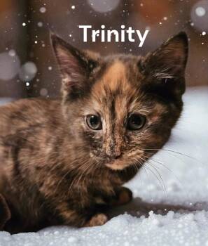 Tortoiseshell Cats Available for Adoption - Trinity | PetCurious