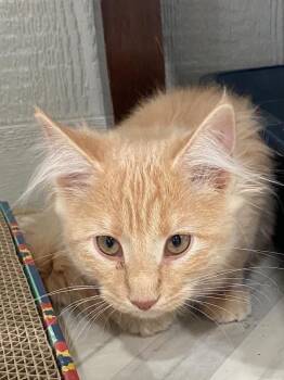 Jinx -  Domestic Medium Hair Cat for Adoption in Murphysboro, Illinois - Jinx | PetCurious