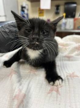 Tommy -  Domestic Short Hair Cat for Adoption in Largo, Florida - Tommy | PetCurious